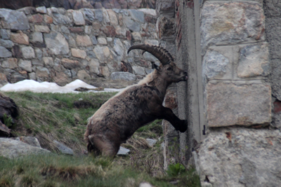 Steinbock Foto: Col de Paur 05