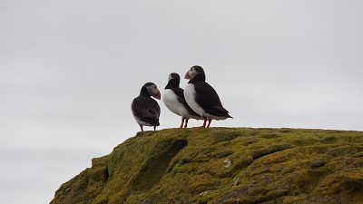  Foto: Papageientaucher