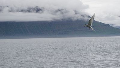  Foto: Küstenseeschwalbe im Fjord