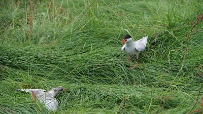  Foto: Brutstelle Küstenseeschwalbe