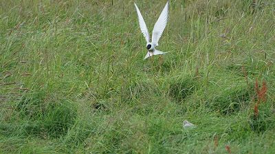  Foto: Brutstelle Küstenseeschwalbe