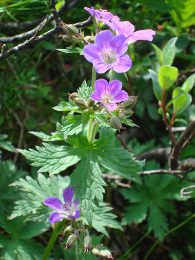 Blume Foto: Blume 01
