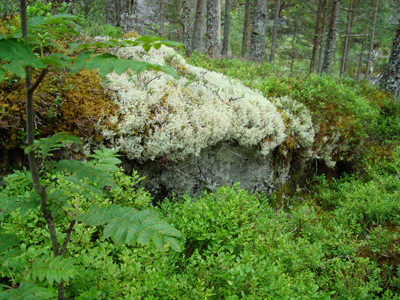 Weg nach Kinsarvik - Moos Foto: Moos